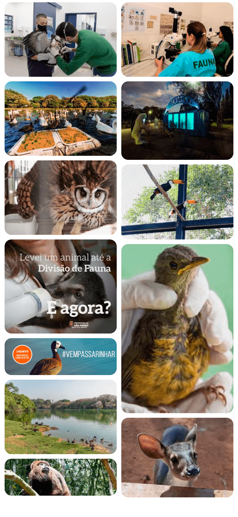 Fotos Proteção a Fauna - Ibirapuera